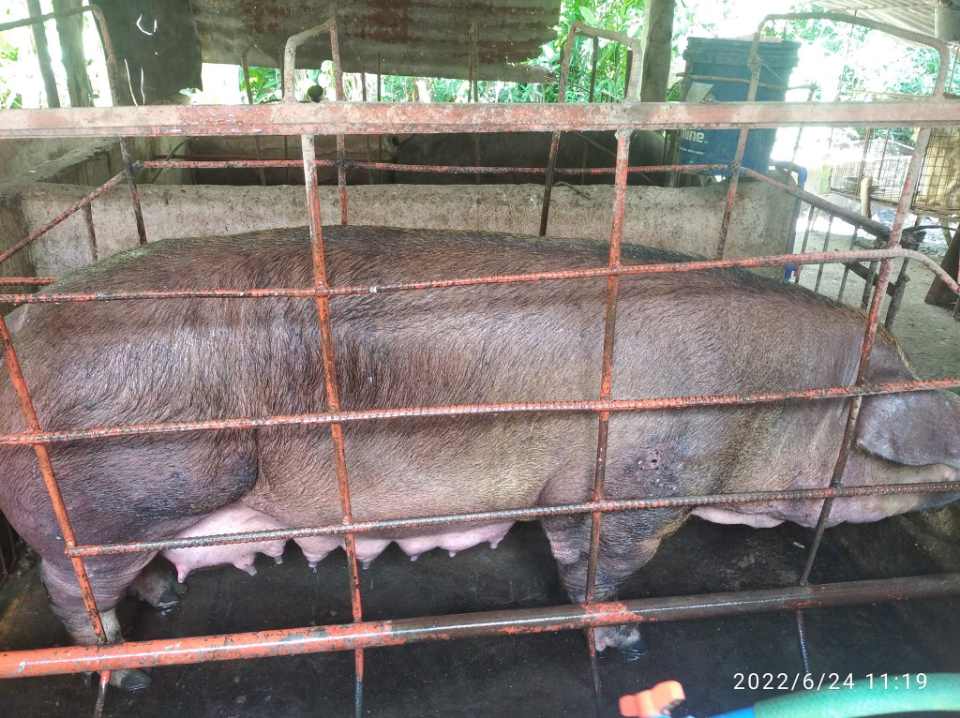 Mother Pig (Sow)