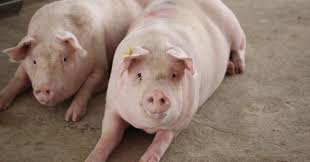 Fattening (per kilo)