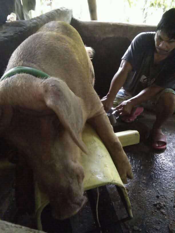 Artificial Insemination (AI) Services