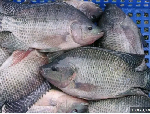 Tilapia