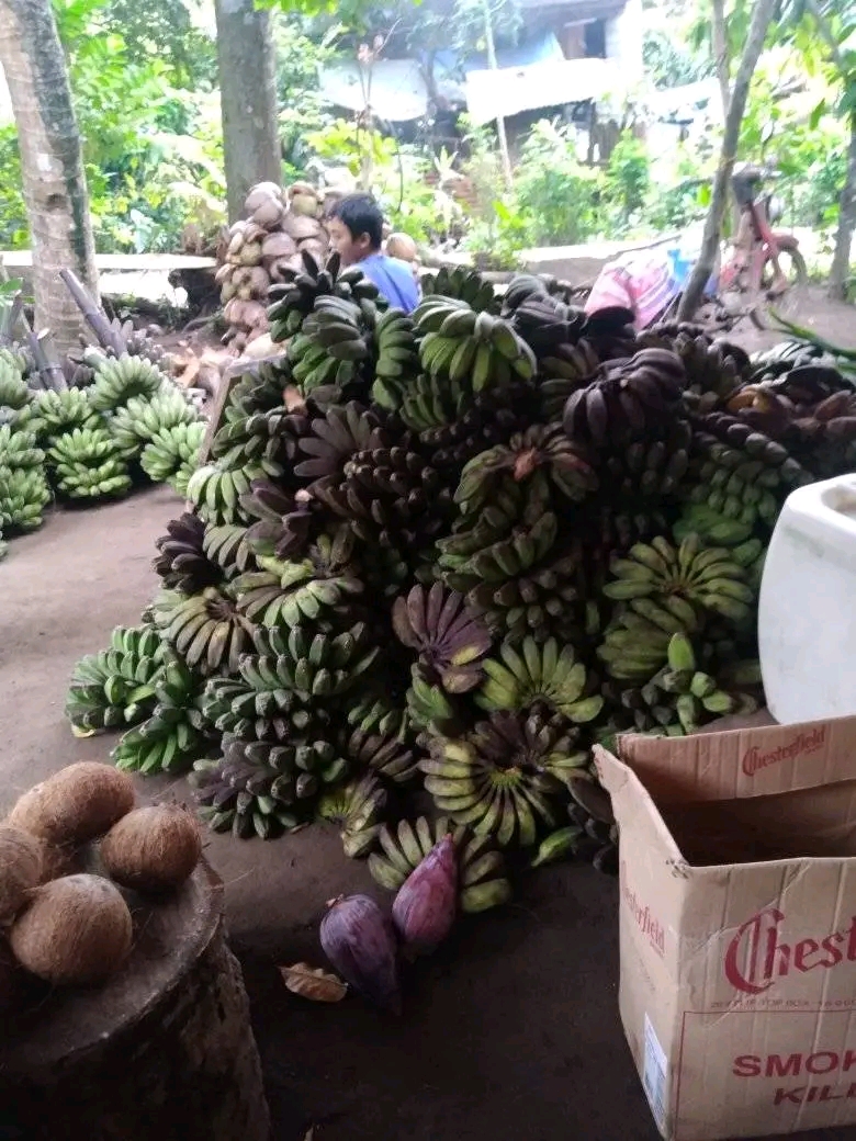 Banana (saba)